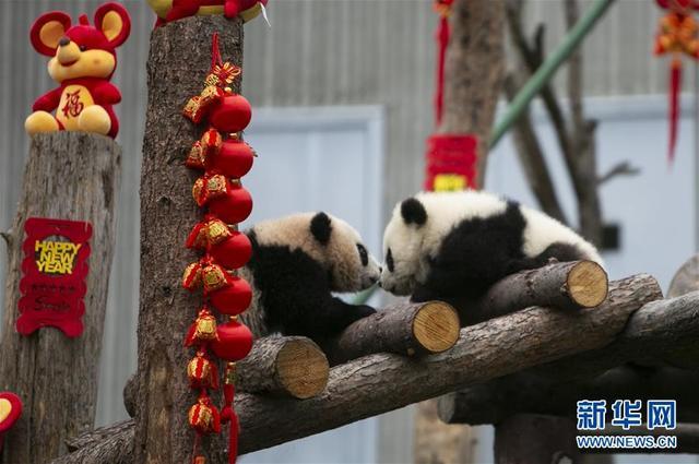 熊猫宝宝贺新春 为新春佳节送上“萌萌的祝福”