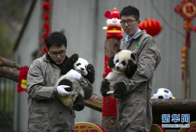 熊猫宝宝贺新春 为新春佳节送上“萌萌的祝福”